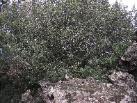 Serruggeri - Quercus_ilex_201011121 055.jpg